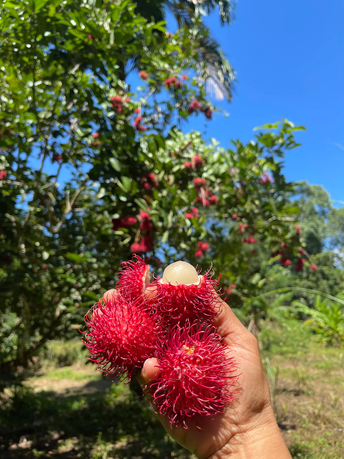 Racimo de mamones chinos en el árbol